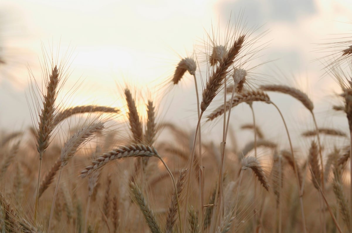 142124_nature_012_wheat_sunlight_Original JPG